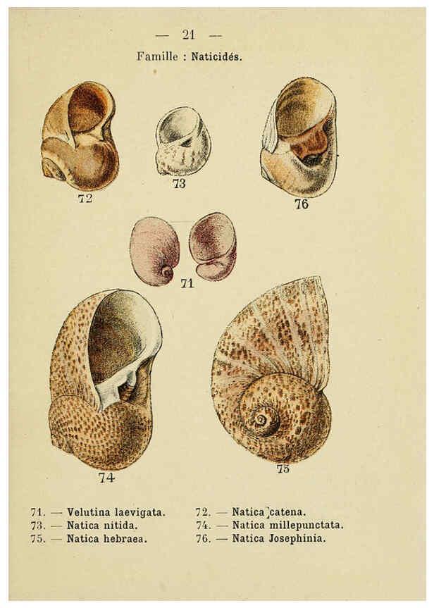 Reproducción/Reproduction 6311723749: Atlas de poche des coquilles des côtes de France Paris,Librairie des sciences naturelles, Paul Klincksiek,1913