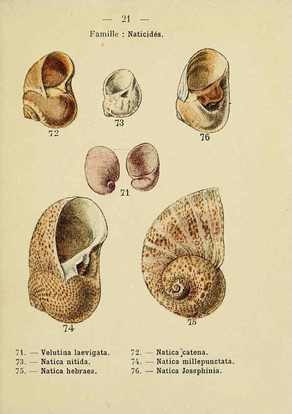 Reproducción/Reproduction 6311723749: Atlas de poche des coquilles des côtes de France Paris,Librairie des sciences naturelles, Paul Klincksiek,1913