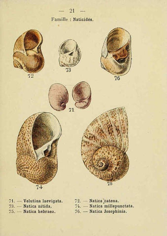 Reproducción/Reproduction 6311723749: Atlas de poche des coquilles des côtes de France Paris,Librairie des sciences naturelles, Paul Klincksiek,1913