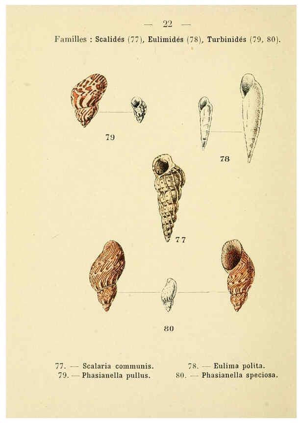 Reproducción/Reproduction 6311723957: Atlas de poche des coquilles des côtes de France Paris,Librairie des sciences naturelles, Paul Klincksiek,1913