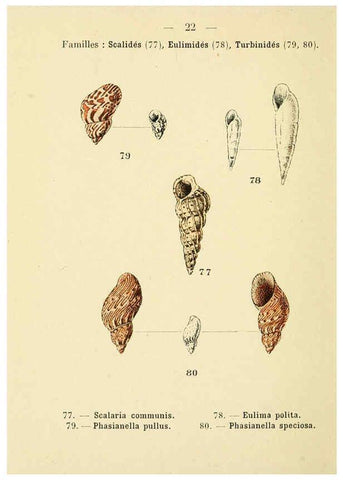 Reproducción/Reproduction 6311723957: Atlas de poche des coquilles des côtes de France Paris,Librairie des sciences naturelles, Paul Klincksiek,1913