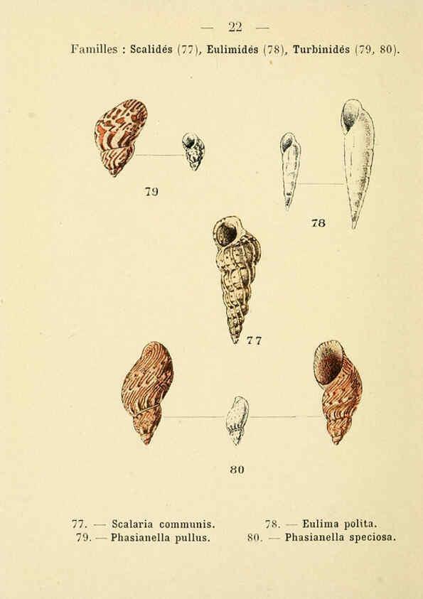Reproducción/Reproduction 6311723957: Atlas de poche des coquilles des côtes de France Paris,Librairie des sciences naturelles, Paul Klincksiek,1913