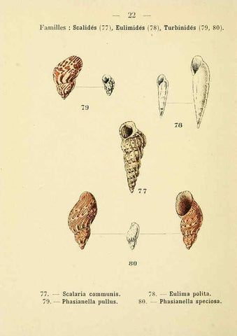 Reproducción/Reproduction 6311723957: Atlas de poche des coquilles des côtes de France Paris,Librairie des sciences naturelles, Paul Klincksiek,1913