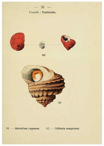 Reproducción/Reproduction 6311724181: Atlas de poche des coquilles des côtes de France Paris,Librairie des sciences naturelles, Paul Klincksiek,1913
