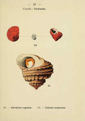 Reproducción/Reproduction 6311724181: Atlas de poche des coquilles des côtes de France Paris,Librairie des sciences naturelles, Paul Klincksiek,1913