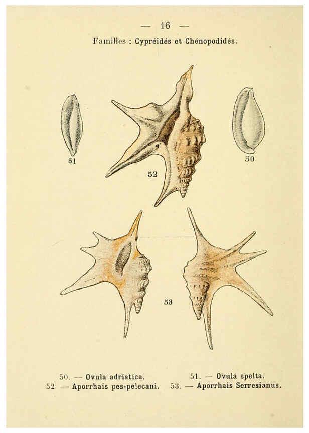 Reproducción/Reproduction 6312243754: Atlas de poche des coquilles des côtes de France Paris,Librairie des sciences naturelles, Paul Klincksiek,1913