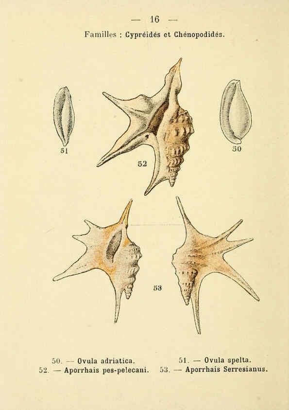 Reproducción/Reproduction 6312243754: Atlas de poche des coquilles des côtes de France Paris,Librairie des sciences naturelles, Paul Klincksiek,1913