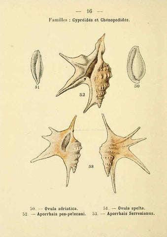 Reproducción/Reproduction 6312243754: Atlas de poche des coquilles des côtes de France Paris,Librairie des sciences naturelles, Paul Klincksiek,1913