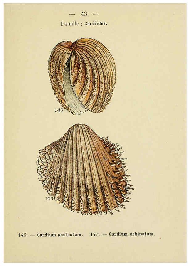 Reproducción/Reproduction 6311728551: Atlas de poche des coquilles des côtes de France Paris,Librairie des sciences naturelles, Paul Klincksiek,1913