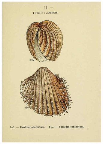 Reproducción/Reproduction 6311728551: Atlas de poche des coquilles des côtes de France Paris,Librairie des sciences naturelles, Paul Klincksiek,1913