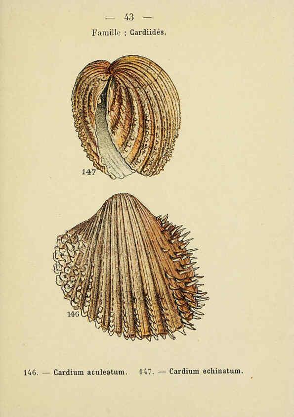 Reproducción/Reproduction 6311728551: Atlas de poche des coquilles des côtes de France Paris,Librairie des sciences naturelles, Paul Klincksiek,1913