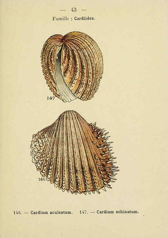 Reproducción/Reproduction 6311728551: Atlas de poche des coquilles des côtes de France Paris,Librairie des sciences naturelles, Paul Klincksiek,1913