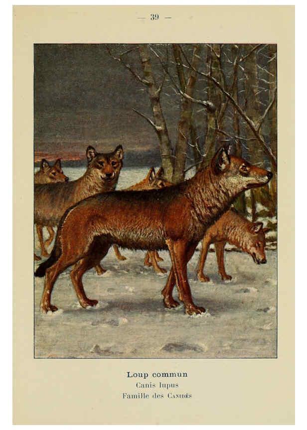 Reproducción/Reproduction 6312169772: Atlas de poche des mammifères de France, de la Suisse romane et de la Belgique Paris :L. Lhomme,1910