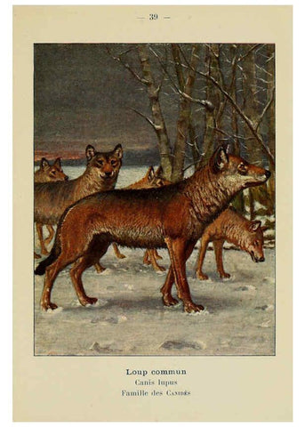Reproducción/Reproduction 6312169772: Atlas de poche des mammifères de France, de la Suisse romane et de la Belgique Paris :L. Lhomme,1910