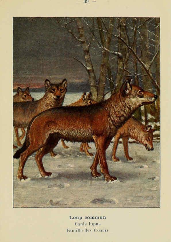 Reproducción/Reproduction 6312169772: Atlas de poche des mammifères de France, de la Suisse romane et de la Belgique Paris :L. Lhomme,1910