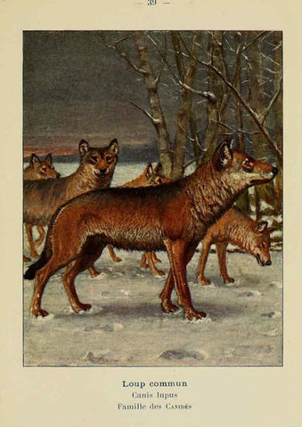 Reproducción/Reproduction 6312169772: Atlas de poche des mammifères de France, de la Suisse romane et de la Belgique Paris :L. Lhomme,1910