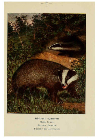 Reproducción/Reproduction 6311649169: Atlas de poche des mammifères de France, de la Suisse romane et de la Belgique Paris :L. Lhomme,1910
