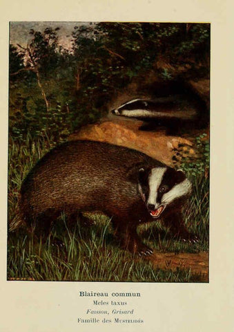 Reproducción/Reproduction 6311649169: Atlas de poche des mammifères de France, de la Suisse romane et de la Belgique Paris :L. Lhomme,1910