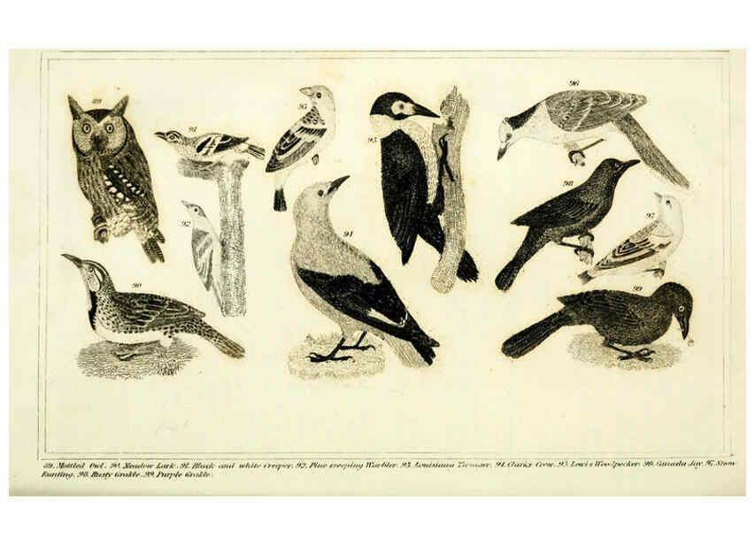 Reproducción/Reproduction 6312119426: Wilson's American ornithology Boston :Otis, Broaders, and Co.,1840