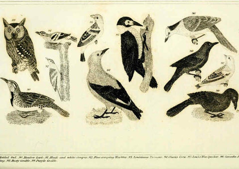 Reproducción/Reproduction 6312119426: Wilson's American ornithology Boston :Otis, Broaders, and Co.,1840