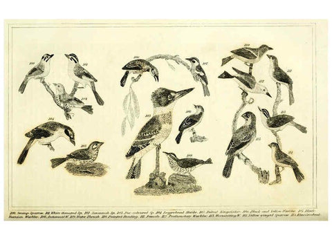 Reproducción/Reproduction 6311599549: Wilson's American ornithology Boston :Otis, Broaders, and Co.,1840