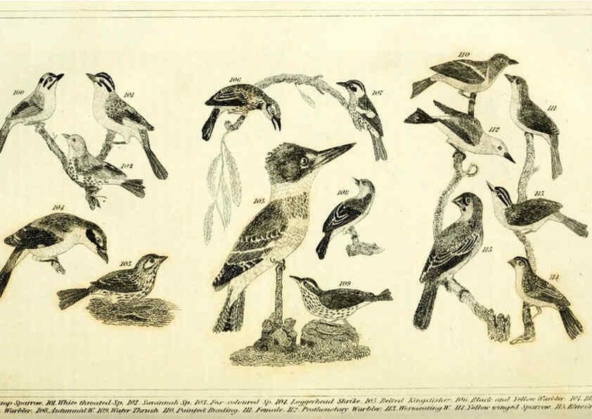 Reproducción/Reproduction 6311599549: Wilson's American ornithology Boston :Otis, Broaders, and Co.,1840