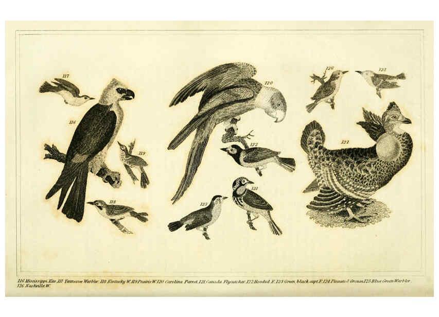 Reproducción/Reproduction 6311599715: Wilson's American ornithology Boston :Otis, Broaders, and Co.,1840
