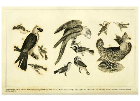 Reproducción/Reproduction 6311599715: Wilson's American ornithology Boston :Otis, Broaders, and Co.,1840