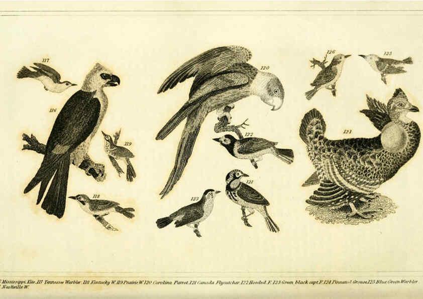 Reproducción/Reproduction 6311599715: Wilson's American ornithology Boston :Otis, Broaders, and Co.,1840