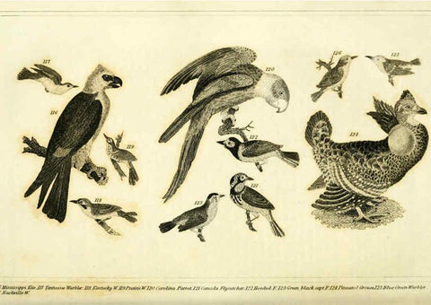 Reproducción/Reproduction 6311599715: Wilson's American ornithology Boston :Otis, Broaders, and Co.,1840