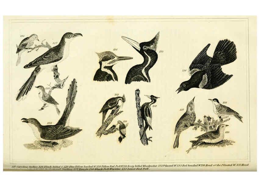 Reproducción/Reproduction 6311599883: Wilson's American ornithology Boston :Otis, Broaders, and Co.,1840