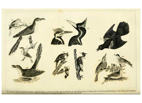 Reproducción/Reproduction 6311599883: Wilson's American ornithology Boston :Otis, Broaders, and Co.,1840
