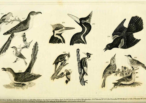 Reproducción/Reproduction 6311599883: Wilson's American ornithology Boston :Otis, Broaders, and Co.,1840