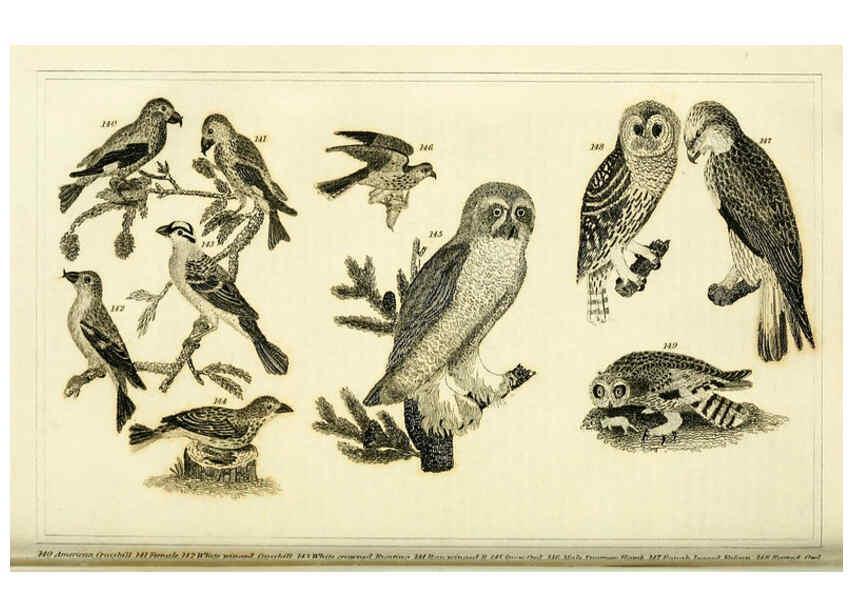 Reproducción/Reproduction 6312120246: Wilson's American ornithology Boston :Otis, Broaders, and Co.,1840