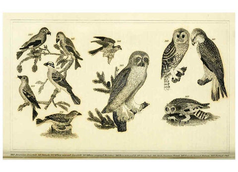 Reproducción/Reproduction 6312120246: Wilson's American ornithology Boston :Otis, Broaders, and Co.,1840