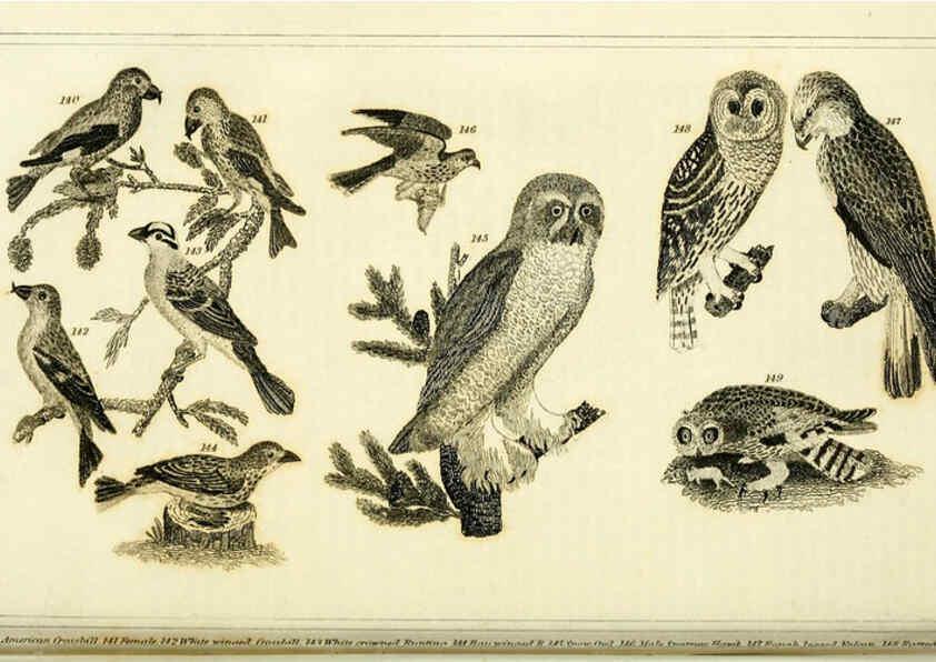 Reproducción/Reproduction 6312120246: Wilson's American ornithology Boston :Otis, Broaders, and Co.,1840