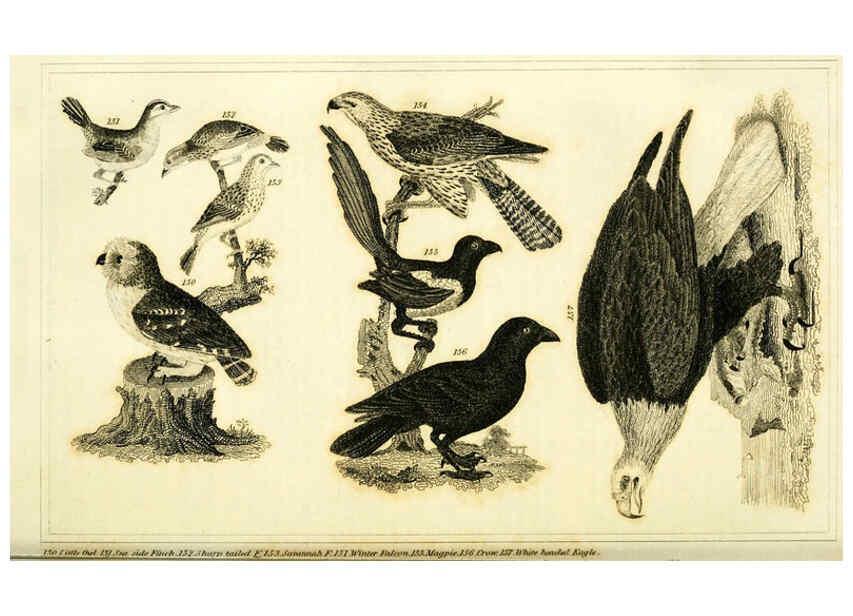 Reproducción/Reproduction 6312120422: Wilson's American ornithology Boston :Otis, Broaders, and Co.,1840