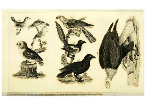 Reproducción/Reproduction 6312120422: Wilson's American ornithology Boston :Otis, Broaders, and Co.,1840