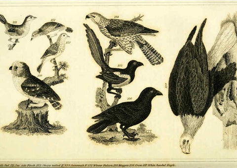 Reproducción/Reproduction 6312120422: Wilson's American ornithology Boston :Otis, Broaders, and Co.,1840
