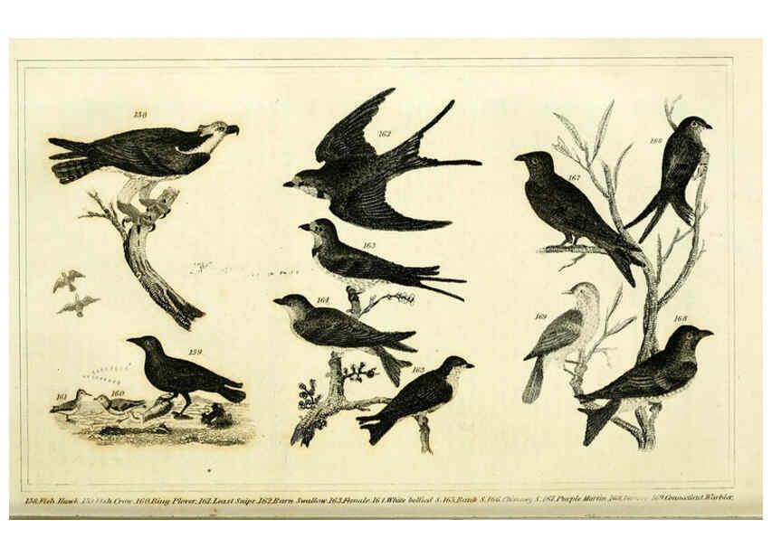 Reproducción/Reproduction 6311600403: Wilson's American ornithology Boston :Otis, Broaders, and Co.,1840