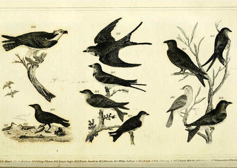 Reproducción/Reproduction 6311600403: Wilson's American ornithology Boston :Otis, Broaders, and Co.,1840