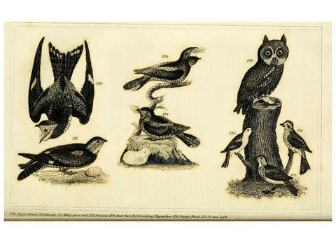Reproducción/Reproduction 6311600559: Wilson's American ornithology Boston :Otis, Broaders, and Co.,1840
