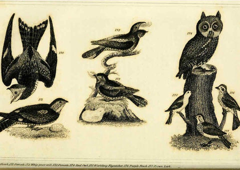 Reproducción/Reproduction 6311600559: Wilson's American ornithology Boston :Otis, Broaders, and Co.,1840
