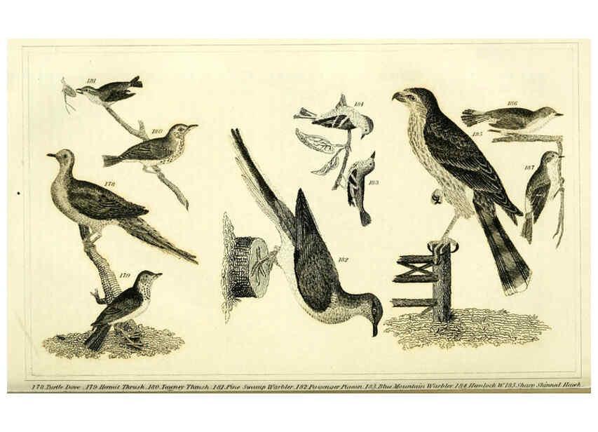 Reproducción/Reproduction 6311600717: Wilson's American ornithology Boston :Otis, Broaders, and Co.,1840