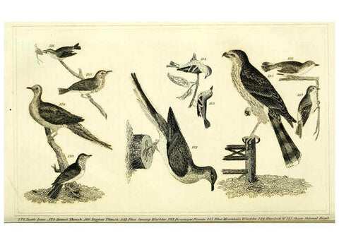 Reproducción/Reproduction 6311600717: Wilson's American ornithology Boston :Otis, Broaders, and Co.,1840