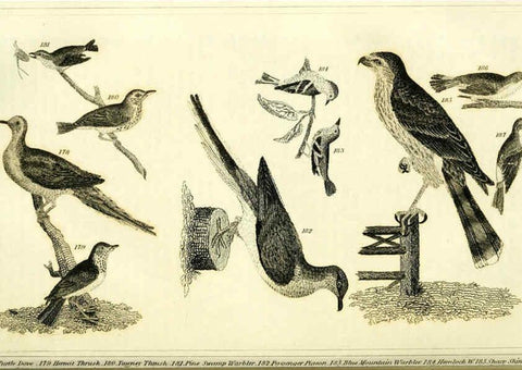 Reproducción/Reproduction 6311600717: Wilson's American ornithology Boston :Otis, Broaders, and Co.,1840
