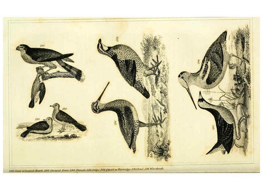 Reproducción/Reproduction 6311600887: Wilson's American ornithology Boston :Otis, Broaders, and Co.,1840