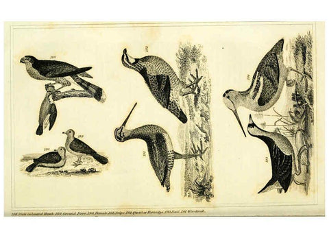 Reproducción/Reproduction 6311600887: Wilson's American ornithology Boston :Otis, Broaders, and Co.,1840