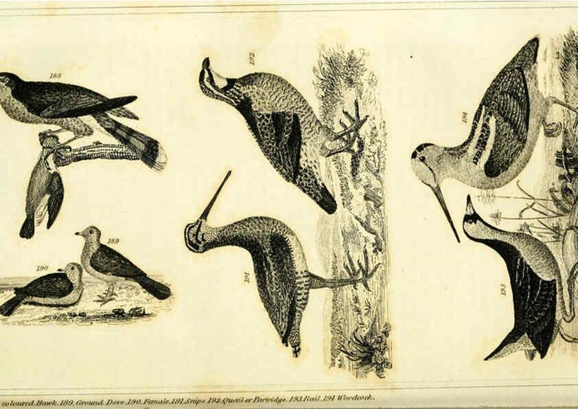 Reproducción/Reproduction 6311600887: Wilson's American ornithology Boston :Otis, Broaders, and Co.,1840