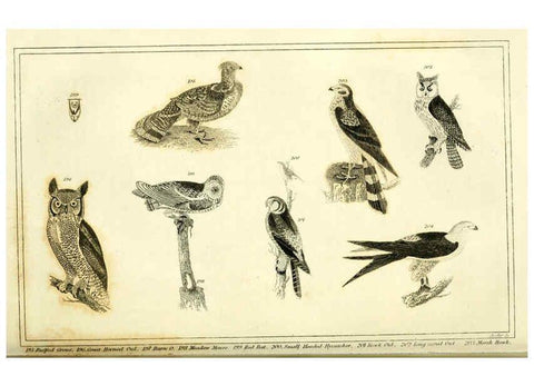 Reproducción/Reproduction 6312121206: Wilson's American ornithology Boston :Otis, Broaders, and Co.,1840